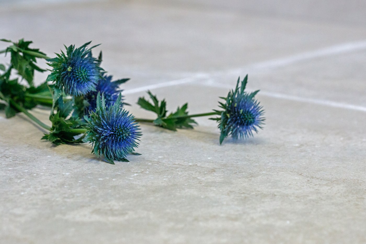 Porcelain floor tiles styled with blue thistle flowers