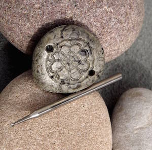 The Living Drill Bits That Grind Holes in Beach Rocks - Bay Nature