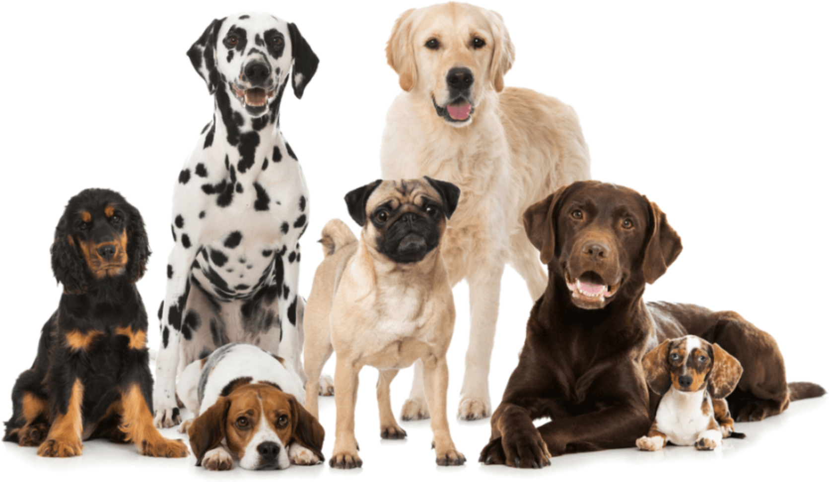 Bunch of Dogs