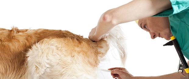Dog Image