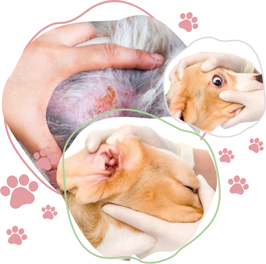 Dog Image