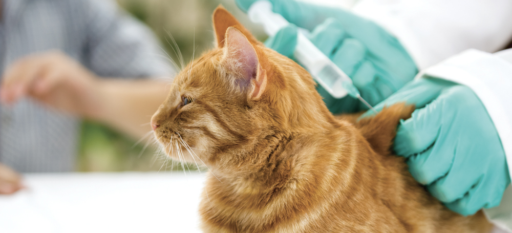 Feline Image