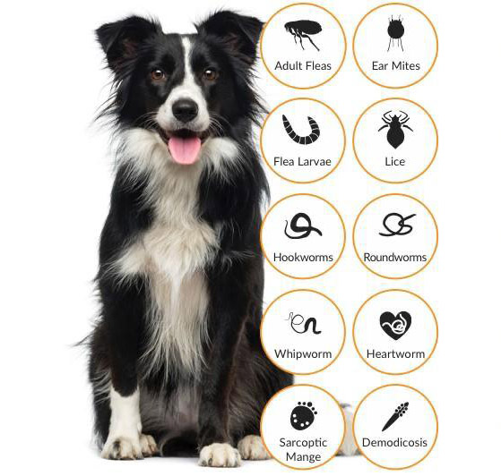 Flea Image
