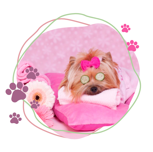 Dog Grooming Image