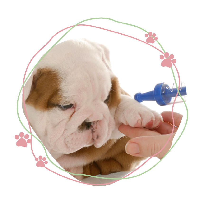 Image of puppy having a vaccination