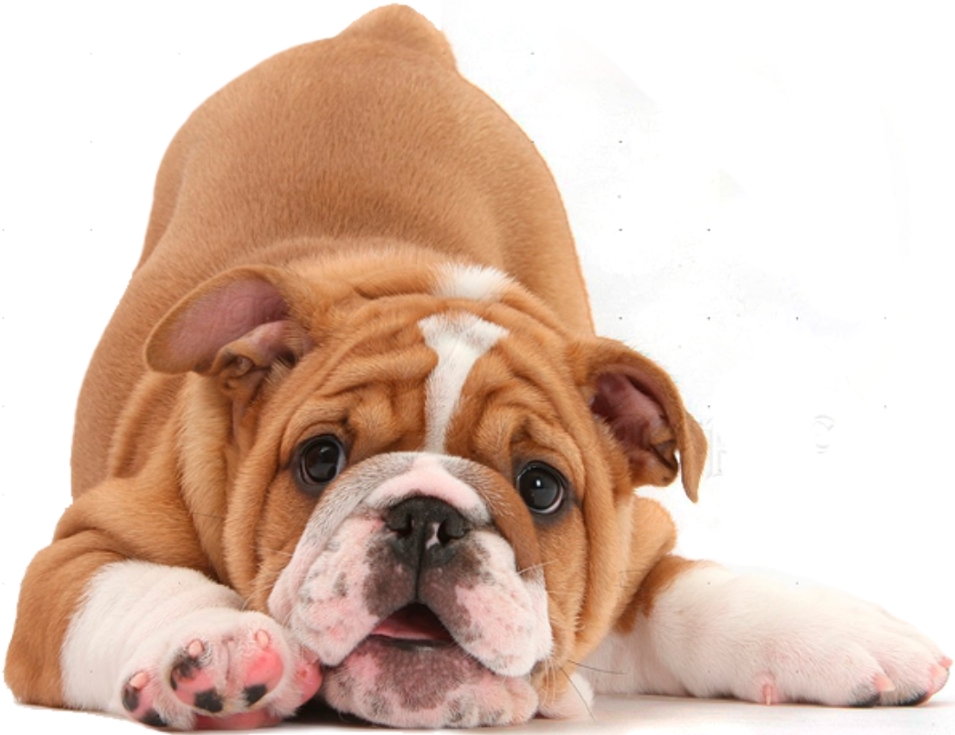 Dog Image