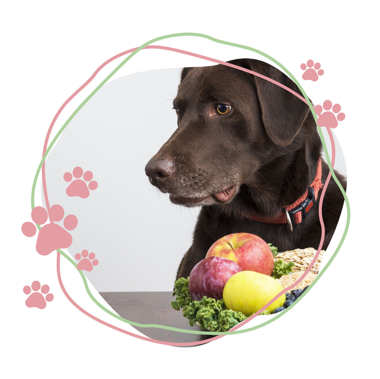 Dog Image
